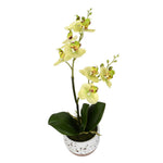 Vickerman FN180901 13.5