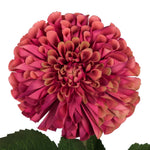 Vickerman FQ180603 24