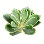 Vickerman FU190208 8