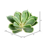 Vickerman FU190208 8