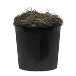 Vickerman TBU2240-06 4' Artificial Aspen Bush in Black Plastic Pot