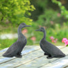 Whimsical Garden Duck Pair – Lucky Duckies Resin Outdoor Statues