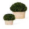Uttermost – Preserved Boxwood Oval Domes Set/2, 14×12×8 in & 10×8×6 in, Green Mossy Terracotta Indoor Planters