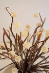 A dried floral arrangement featuring cream-colored pom-pom flowers on long stems with dark brown branches, set against a plain light beige background.
