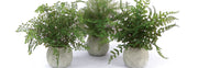 Green Faux Ferns in Grey Pots – 14