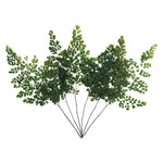 Vickerman H3ADP112 6-10" Oasis Green Fern - Adianthum - Petite Variety 6 Stems Preserved