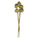 Vickerman H1ARS100 Natural 15" Dried Basil Artichokes On Reed Stems 5 Stems Dried
