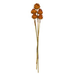 Vickerman H1ARS725-9 15" Aspen Gold Artichoke Head Attached To A Reed Stem Dried