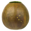 Vickerman H2BAC100-3 6-7"H X 6-8"W Basil Bacacuia Gourd. Includes 3 Pieces Dried