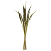 Vickerman H2BAH100 36" Basil Bahia Spears Seeded 9 Stems Dried