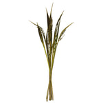 Vickerman H2BAH100 36" Basil Bahia Spears Seeded 9 Stems Dried