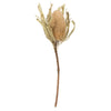 Vickerman H1BAJ000-3 12" Jumbo Natural Banksia Flower With Stem. Includes 3 Stems Per Pack. Dried