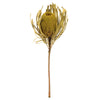 Vickerman H1BAJ100-DF 12" Basil Banksia Flower. Includes 25 Stems Per Pack. Dried