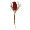 Vickerman H1BAJ475 12"  Red Banksia Flower Stem. Includes 25 Stems Per Pack. Dried