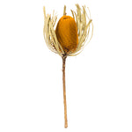 Vickerman H1BAJ725-3 12" Jumbo Aspen Gold Banksia Flower With Stem. Includes 3 Stems Per Pack. Dried