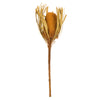 Vickerman H1BAJ725DF-3 12" Jumbo Aspen Gold Banksia Flower With Dyed Foliage. Includes 3 Stems Per Pack. Dried