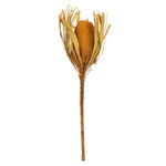 Vickerman H1BAJ725DF-3 12" Jumbo Aspen Gold Banksia Flower With Dyed Foliage. Includes 3 Stems Per Pack. Dried