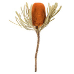 Vickerman H1BAJ750-3 12" Jumbo Autumn Banksia Flower With Stem. Includes 3 Stems Per Pack. Dried