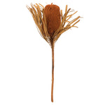Vickerman H1BAJ750-DF 12" Autumn Banksia Flower With Dyed Foliage. Includes 25 Stems Per Pack. Dried