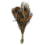 Vickerman H1BAN750 12" Autumn Banksia Foliage & Flowers-Preserved 4 Oz Bundle