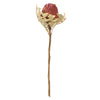 Vickerman H1BAX400-3 12" Erica Pink Baxteri (Banksia) Flower With Stem. Includes 3 Stems Per Pack Dried