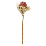 Vickerman H1BAX400-3 12" Erica Pink Baxteri (Banksia) Flower With Stem. Includes 3 Stems Per Pack Dried