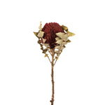 Vickerman H1BAX475-3 12" Red Baxteri (Banksia) Flower With Stem. Includes 3 Stems Per Pack Dried