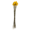 Vickerman H4BBN700 16-18" Yellow Billy Buttons. 25-30 Stem Bundle Dried