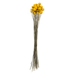Vickerman H4BBN700 16-18" Yellow Billy Buttons. 25-30 Stem Bundle Dried