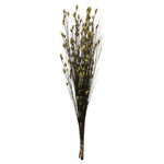 Vickerman H1BFL100 36-40" Basil Bell Grass With Seed Pods 8-9 Oz Bundle Preserved