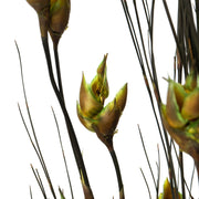 Vickerman H1BFL100 36-40