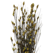 Vickerman H1BFL100 36-40