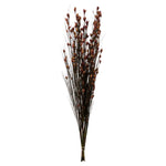 Vickerman H1BFL450 36-40" Merlot Bell Grass With Seed Pods 8-9 Oz Bundle Preserved