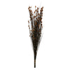 Vickerman H1BFL750 36-40" Autumn Bell Grass With Seed Pods 8-9 Oz Bundle Preserved
