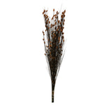 Vickerman H1BFL750 36-40" Autumn Bell Grass With Seed Pods 8-9 Oz Bundle Preserved