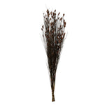 Vickerman H1BFL800 36-40" Brown Bell Grass With Seed Pods 8-9 Oz Bundle Preserved