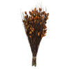 Vickerman H1BFS750-2 15-20" Short Stem Bell Grass With Autumn Colored Seed Pods. Comes Preserved.