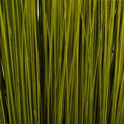 Vickerman H2BRG100 35-40” Basil Bright Grass 8 Oz Bundle Dried