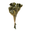 Vickerman H1BRU000 12-16" Natural Green Brunia 4 Oz Bundle Preserved