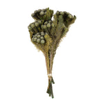 Vickerman H1BRU000 12-16" Natural Green Brunia 4 Oz Bundle Preserved