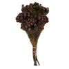 Vickerman H1BRU575 12-16" Violet Brunia 4 Oz Bundle Preserved