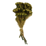 Vickerman H1BRU700 12-16" Yellow/Green Brunia 4 Oz Bundle Preserved