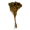 Vickerman H1BRU725 12-16" Aspen Gold Brunia 4 Oz Preserved