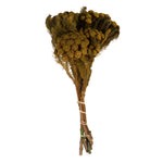 Vickerman H1BRU725 12-16" Aspen Gold Brunia 4 Oz Preserved