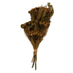 Vickerman H1BRU750-2 12-16" Autumn Brunia Stem Bundle.  Includes 8Oz (2 -4 Oz Per Bundles) Preserved
