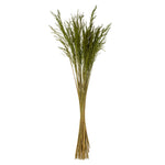Vickerman H2CGR150 36” Green Congo Grass 8 Oz Bundle Dried
