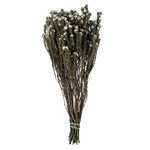 Vickerman H1COT000 16-22" Natural Cotton Phylica Flower 4-5 Oz Bundle Preserved