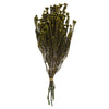 Vickerman H1COT100 16-22" Basil Cotton Phylica Flower 4-5 Oz Bundle Preserved