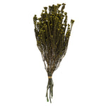Vickerman H1COT100 16-22" Basil Cotton Phylica Flower 4-5 Oz Bundle Preserved