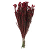 Vickerman H1COT475 16-22" Red Cotton Phylica Flower 4-5 Oz Bundle Preserved